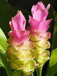09 16 13 Curcuma Ginger Flowers 5 Ginger Flower Unusual Flowers Rare Flowers