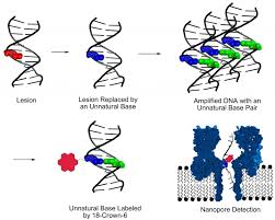 Chemists Discover New Way To Detect Dna Damage Dna Dna Genetics Mutation