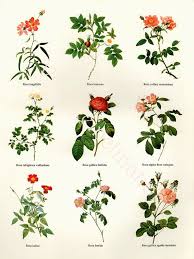 Vintage Botanical Chart Print Redoute Roses 18 Varieties