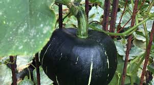 Check spelling or type a new query. Grow Squash Vertically