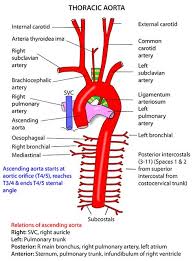 Diagram skematik thorax foto pa. 30 Anatomy Thorax Ideas Anatomy Thorax Anatomy And Physiology