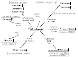 Ijerph Free Full Text Glyphosate S Synergistic Toxicity In Combination With Other Factors As A Cause Of Chronic Kidney Disease Of Unknown Origin Html