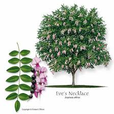 Eve S Necklace Sophora Affinis Sophora Affinis Texas Trees Trees To Plant Fragrant Flowers