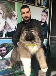 Satilik Kafkas Coban Kopegi Satilik Kopek Ilanlari