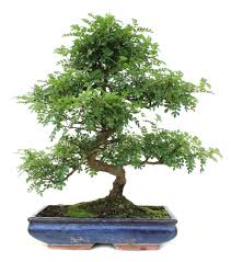 Image result for Zanthoxylum