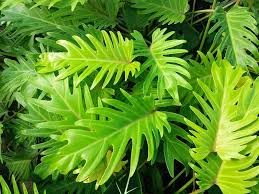 A Beginner S To Growing And Caring For Philodendron Xanadu Green And Vibrant Philodendron Plants Fast Growing Plants