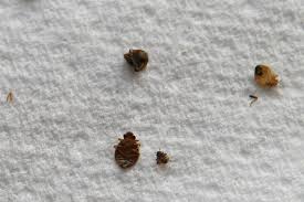 Bed bug genome shows how gnarly these creatures really are | The Verge