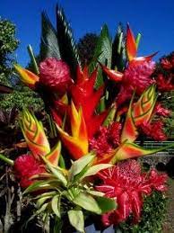Hawaiian flowers tropical flowers tropical landscaping tropical garden paradise flowers jungle tree exotic plants trees to plant indoor plants. Pin On The Pursuit Of Beauty