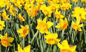 Check spelling or type a new query. Beautiful Flowers To Give On Teacher S Day Best Flowers For Teachers Floweraura