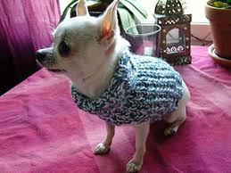 There is a person on ravelry our male chihuahua required 6 more inches of knitting before completing the sweater. Ravelry Chihuahua Sweater Pattern By Staceyjoy Elkin