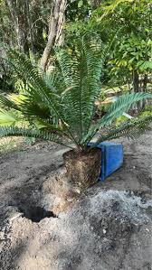 Image result for Encephalartos aplanatus