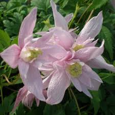 We did not find results for: Botanical Clematis Markham S Pink 1l Fruttii Shop