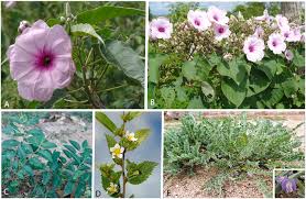 Image result for Ipomoea marginata