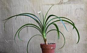 Image result for Cryptostephanus