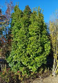 Image result for Chionodes continuellus