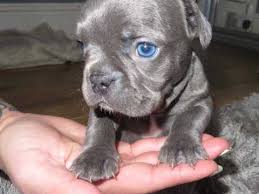 Look at that pink little tongue, look how. 6 Beautiful Blue Eyed Kc French Bulldogs Llanelli Carmarthenshire Pets4homes