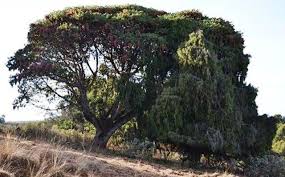 Image result for Acacia pilispina