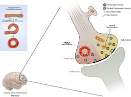 (remember that 1 micron is equal to one thousandth of a millimeter!). Mitochondria Impact Brain Function And Cognition Pnas