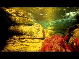 We did not find results for: Cano Cristales In Kolumbien Das Ist Der Schonste Fluss Der Welt