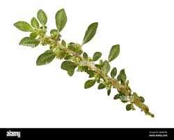 Image result for Pilea johnstonii