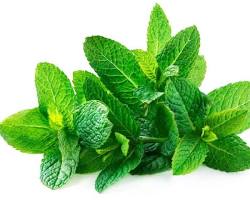 صورة النعناع herb