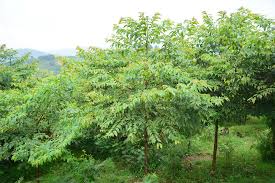 Image result for Afrocarpus usambarensis