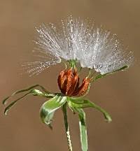 Image result for Lactuca lasiorhiza