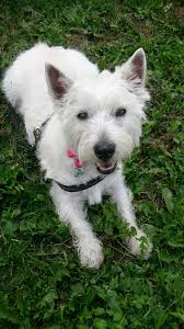 Pin By Monica Maria On Shanty The Lovely Westie West Highland White Terrier West Highland Terrier White Terrier