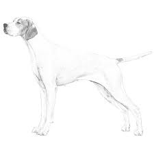 Pointer Dog Breed Information Dog Breeds English Pointer Dog Pointer Dog