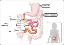 Where small and large intestine connect / exploring the small intestine : What Are The Parts Of The Small Intestines Which Portion Connects Directly With The Stomach Socratic
