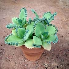 So Cute Plantcetera Kalanchoe Succulent Houseplants Plabts Pottedplants Succulents Planting Succulents Unusual Plants