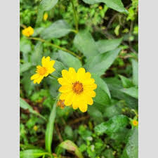 Image result for Aspilia helianthoides