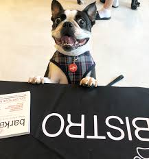 He lives in the miami springs, florida area. Boston Terrier Puppies Miami Florida Review At Puppies Addlab Aalto Fi