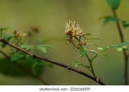 Image result for Harrisonia