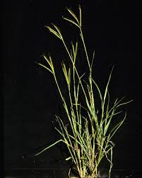 Image result for Dichanthium