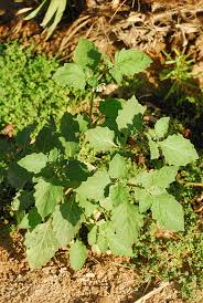 Image result for Solanum villosum