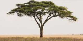 Image result for Acacia sieberiana