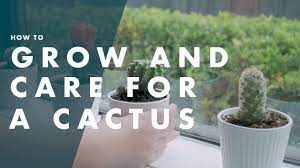 Does anyone know how to make it? How To Plant And Grow A Cactus Bunnings Warehouse