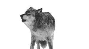 The moon affects these animals, but the howl does not depend on the position of this planet. Wolf Howl Gif Wolf Howl Howling Discover Share Gifs