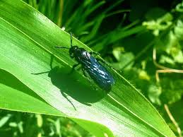 Image result for Lopholaena sp.no.1