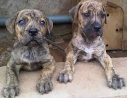 They were revived, and are steadily gaining in worldwide popularity with dogs being exported and bred in australia, europe, scandinavia, asia, russia, and the u.s.a. Imported Brindle Boerboel Puppies Pets Nigeria Boerboel Puppies Puppies Boerboel