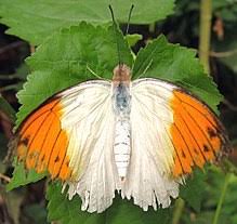 Our version of the butterfly box is made from pieces of salvaged the original butterfly house was made of mahogany scraps that were headed for the landfill. London Butterfly House Wikipedia