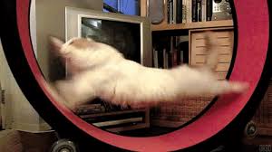 Sunglasses offer protection against excessive exposure to light, including its visible and invisible components. Lolcats Gif Lol At Funny Cat Memes Funny Cat Pictures With Words On Them Lol Cat Memes Funny Cats Funny Cat Pictures With Words On