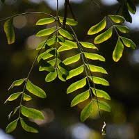 Image result for Ptaeroxylon