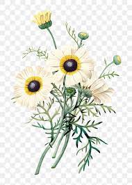 Chrysanthemum Carinatum Flower Sticker Overlay Design Element Free Image By Rawpixel Com Flower Illustration Flower Art Yellow Flower Art