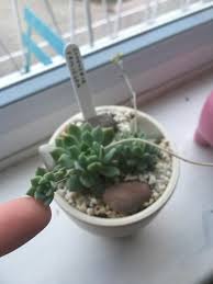 Generally easy to grow, the same best practices that yield healthy aloe and echeveria plants will also produce beautiful haworthia plants. What Is This Growing Off My Echiveria Is It Another Plant It Has Roots Growing Off Its Very Long Stem Should I Just Leave It Succulents