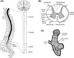 Open and save your projects and export to image or pdf. Learning From The Spinal Cord How The Study Of Spinal Cord Plasticity Informs Our View Of Learning Sciencedirect