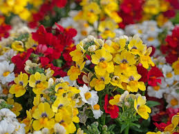 Image result for Nemesia lilacina