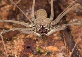 Camel spiders are often associated with middle eastern deserts thanks to popular chain letters that began circulating during the persian gulf war and the iraq war. Amblypygi Wikipedia