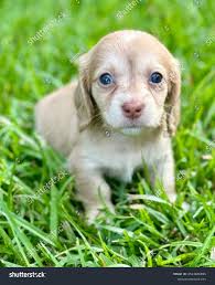 Long Haired Dachshund Puppy Trading Post Mini Dachshund Long Haired Dash  Dapple Mini Dachshund Long Hair